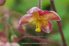 Epimedium cantabrigiense