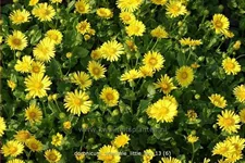 Doronicum orientale 'Little Leo'