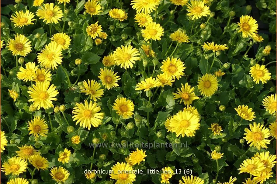 Doronicum orientale 'Little Leo'