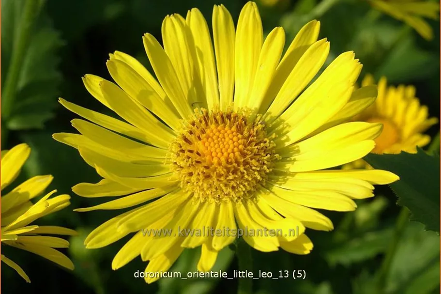 Doronicum orientale 'Little Leo'
