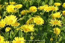 Doronicum orientale 'Little Leo'