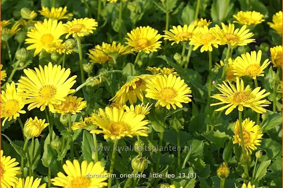 Doronicum orientale 'Little Leo'