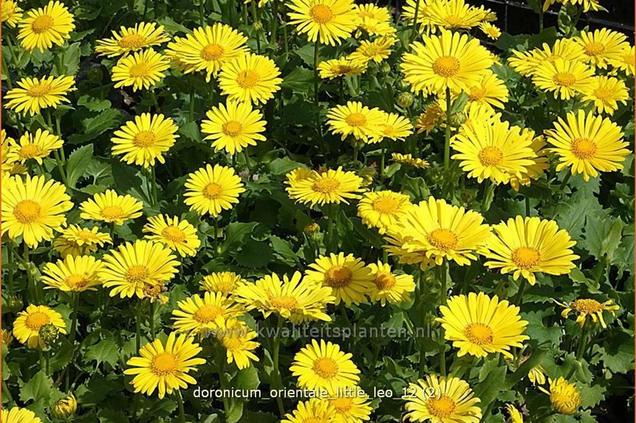 Doronicum orientale 'Little Leo'