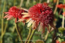 Echinacea purpurea 'Irresistible'