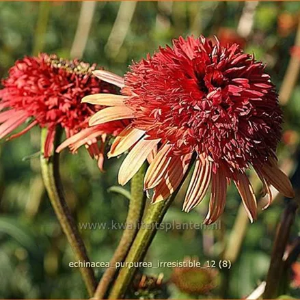 Echinacea purpurea 'Irresistible'
