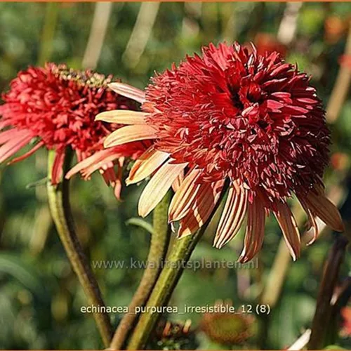 Echinacea purpurea 'Irresistible'