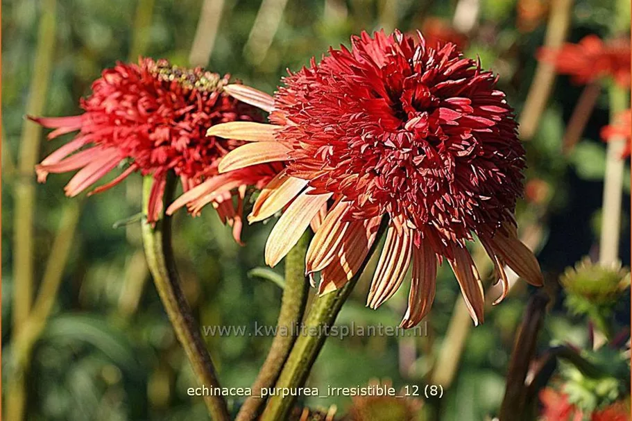 Echinacea purpurea 'Irresistible'