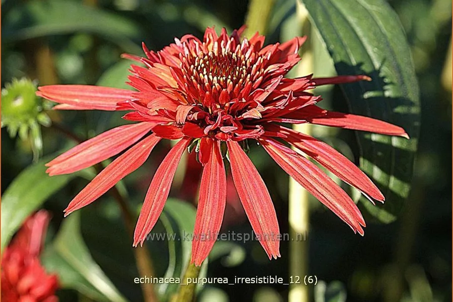 Echinacea purpurea 'Irresistible'
