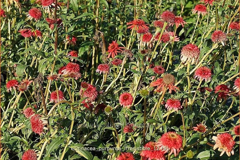 Echinacea purpurea 'Irresistible'