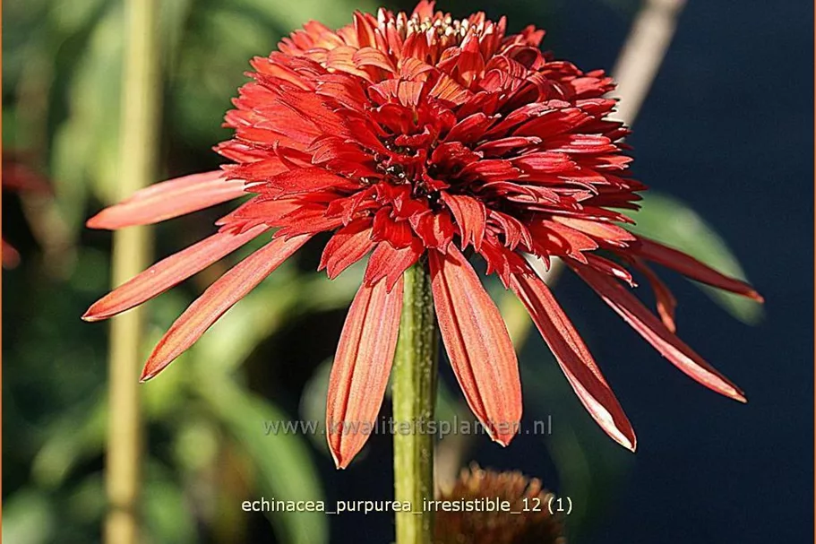 Echinacea purpurea 'Irresistible'
