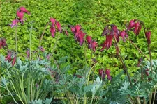 Dicentra formosa 'Red Fountain'®