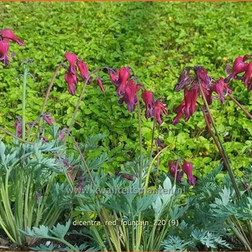 Dicentra formosa 'Red Fountain'®