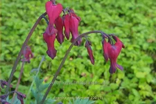 Dicentra formosa 'Red Fountain'®