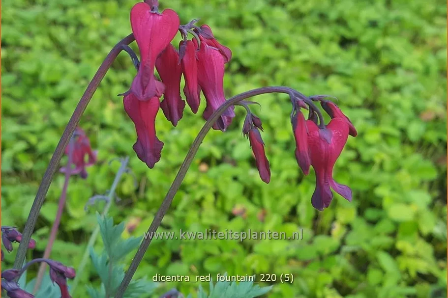 Dicentra formosa 'Red Fountain'®