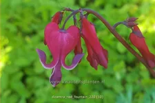 Dicentra formosa 'Red Fountain'®