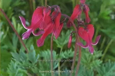 Dicentra formosa 'Red Fountain'®
