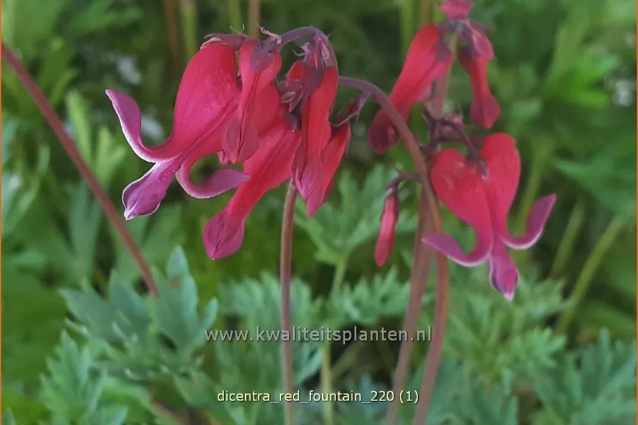 Dicentra formosa 'Red Fountain'®