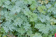 Dicentra formosa 'Red Fountain'®