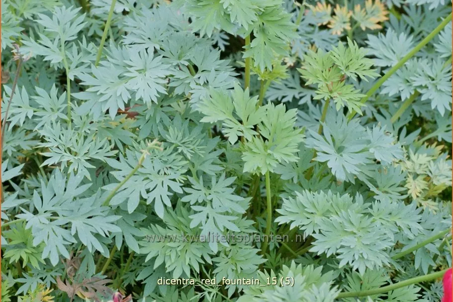 Dicentra formosa 'Red Fountain'®