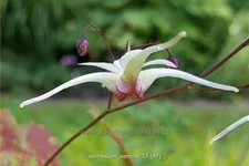 Epimedium 'Domino'