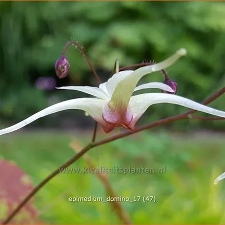Epimedium 'Domino'