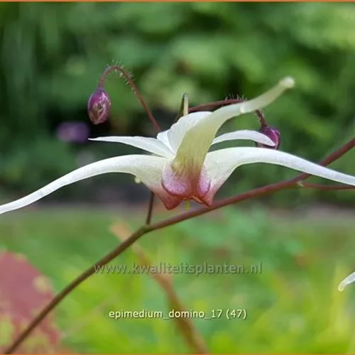 Epimedium 'Domino'