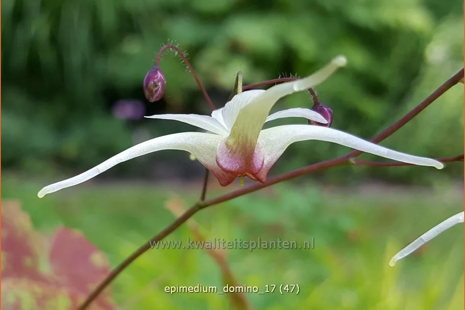 Epimedium 'Domino'