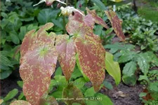 Epimedium 'Domino'