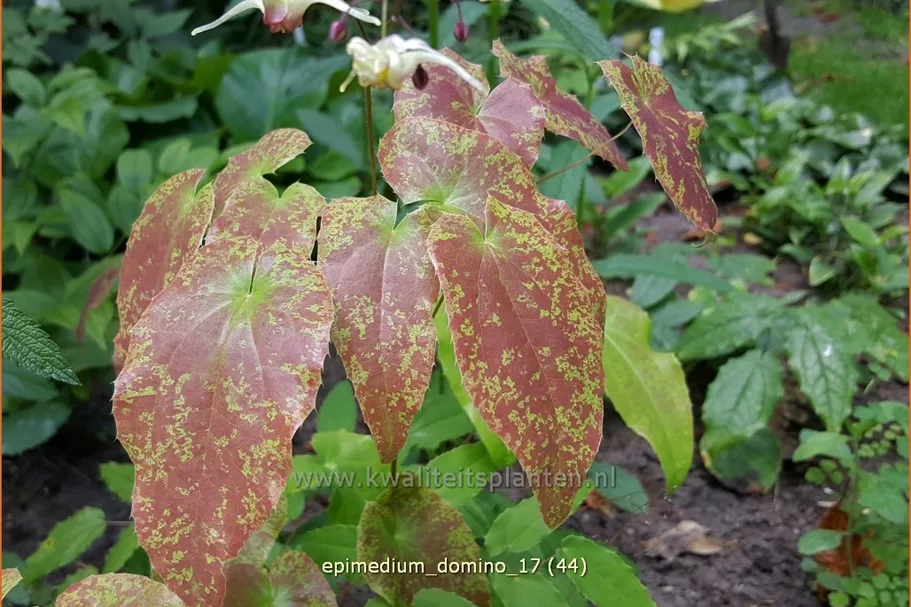 Epimedium 'Domino'