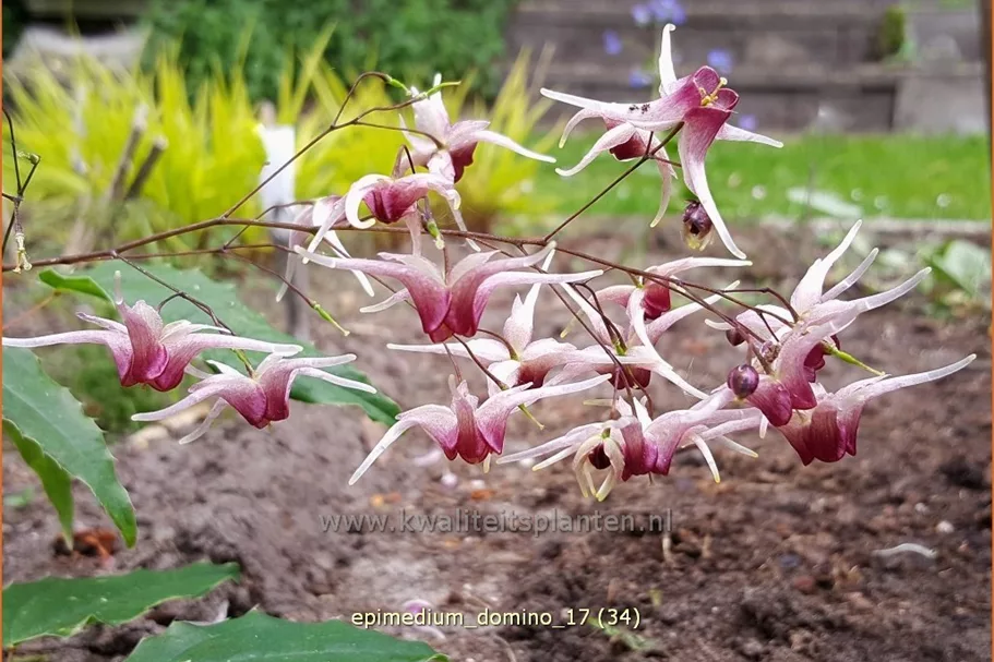 Epimedium 'Domino'