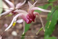 Epimedium 'Domino'