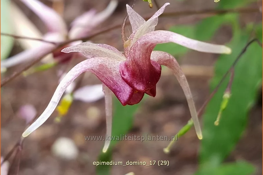 Epimedium 'Domino'