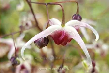 Epimedium 'Domino'