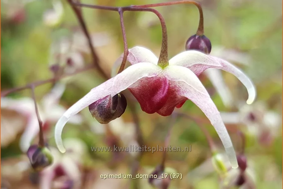 Epimedium 'Domino'