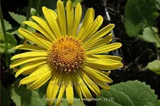 Doronicum orientale 'Magnificum'