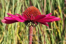Echinacea purpurea 'JS Stiletto'®