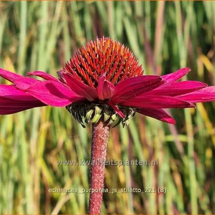 Echinacea purpurea 'JS Stiletto'®