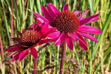 Echinacea purpurea 'JS Stiletto'®