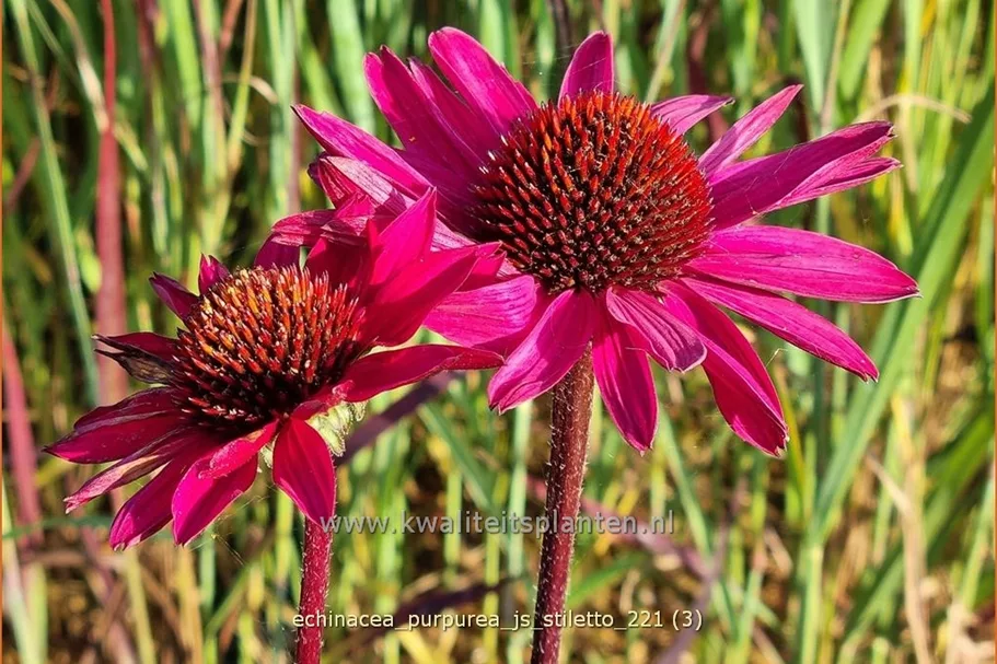 Echinacea purpurea 'JS Stiletto'®