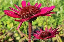 Echinacea purpurea 'JS Stiletto'®