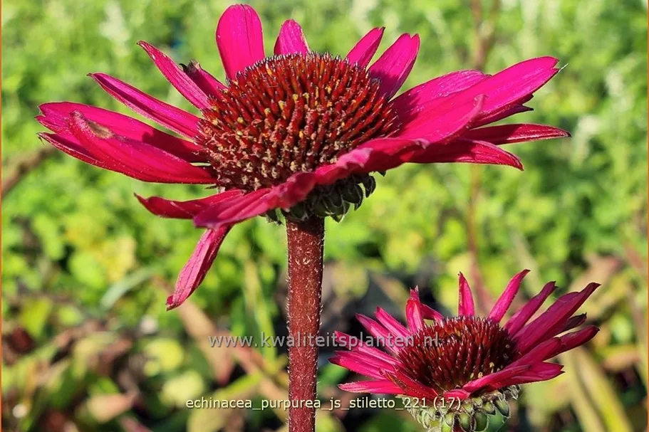 Echinacea purpurea 'JS Stiletto'®