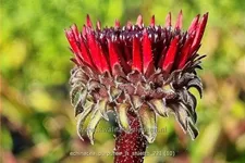 Echinacea purpurea 'JS Stiletto'®
