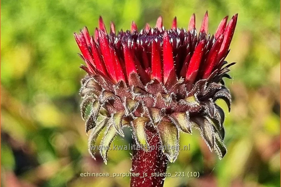 Echinacea purpurea 'JS Stiletto'®