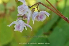 Epimedium grandiflorum 'Akebono'