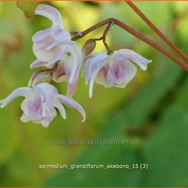 Epimedium grandiflorum 'Akebono'