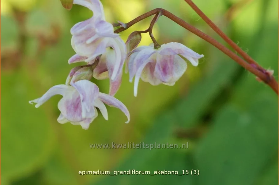 Epimedium grandiflorum 'Akebono'
