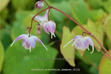Epimedium grandiflorum 'Akebono'