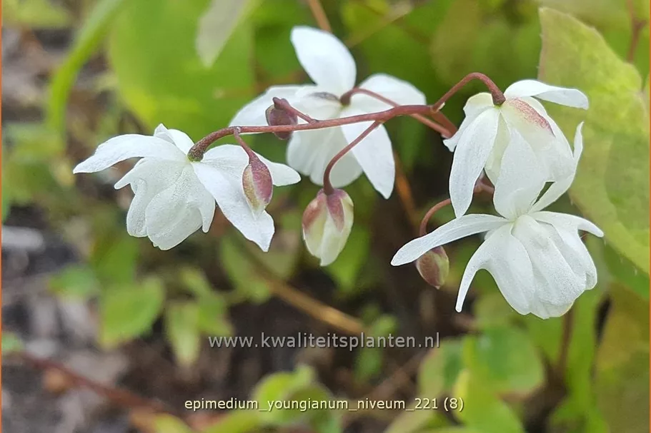 Epimedium x youngianum 'Niveum'