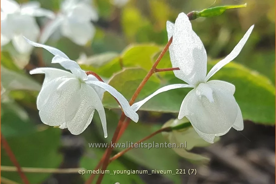 Epimedium x youngianum 'Niveum'