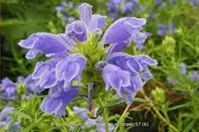 Dracocephalum argunense 'Blue Carpet'